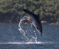 Λευκάδα: Το χταπόδι κόλλησε πάνω στο δελφίνι σαν βεντούζα για να μην το φάει